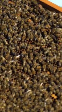 Arı kovanının çerçeveleri. Arı yetiştiricisi bal topluyor. Bal hücreleri üzerinde çalışan arılar. Apier konsept. Dikey video