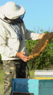 Arı yetiştiricisi arılarla ve arı kovanlarıyla çalışıyor. Arı kovanının çerçeveleri. Apiary konsepti Dikey video