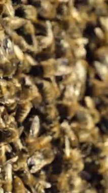 Arı kovanında arı kovanı. Arılar nektar toplar. Kovan içinde yaşam. Apier konsept. Dikey videoyu kapat