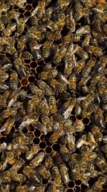 Arılar nektar toplar. Kovan içinde yaşam. Arı kovanında arı kovanı. Dikey videoyu kapat