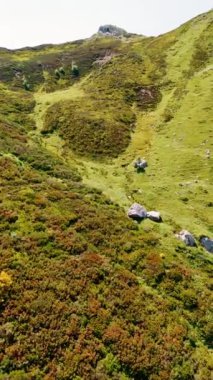 Çim ve çalılarla kaplı kayalık arazinin üzerinde uçmak. Bazı çıplak gri dikenli taşlar yerden fırlıyor. İnsansız hava aracı görüntüleri. Dikey video.