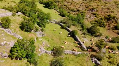 İnekler tepenin yamacında otluyor. İspanya 'nın dağlık bölgesinde, Avrupa' da otlaklar var. Hava görünümü.