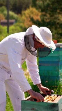 Arıcılık uzmanı arı kovanlarıyla çalışıyor. Tarım arısı bal petekleri. Dikey video