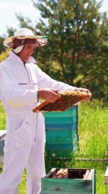 Tarım arısı bal petekleri. Arıcılık uzmanı arı kovanlarıyla çalışıyor. Dikey video