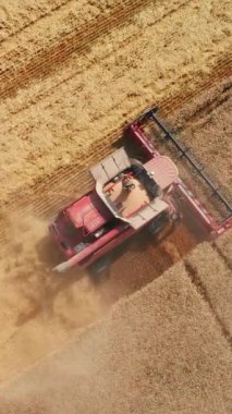 Altın olgunlaşmış buğday, havadan görüntü topluyor. Tarımla tarımı tarlada birleştirmek. Dikey video