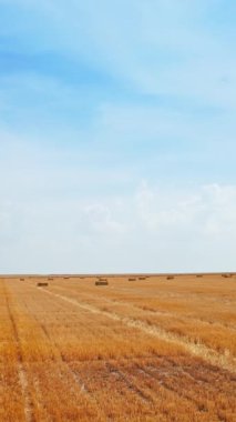 Altın alan hava manzarası. Güzel tarımsal tarım arazileri. Dikey video