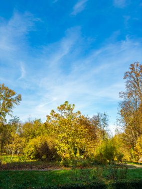 Açık mavi gökyüzüne karşı canlı bir sonbahar yeşilliği. Altın yapraklar, parlak mavi gökyüzünün altındaki sakin bir parktaki ağaçları süslüyor, sonbahar güzelliğinin özünü yakalıyor..