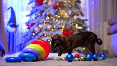Güzel siyah kedi yere saçılmış oyuncakları koklamak için geliyor. Tanınmayan çocuk hayvanın yanına atlar. Bulanık arkaplanda dekore edilmiş Noel ağacı.