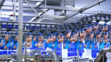 Tavuk eti konveyör bandında hareket ediyor. Modern gıda fabrikasında otomatikleştirilmiş hat.