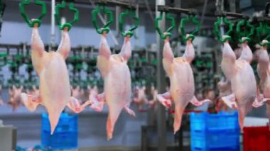 Tavukların leşleri yiyecek fabrikasındaki taşıyıcı bant tarafından taşınıyor. Kümes hayvanları girişimde ambalaj için hazırlandı.