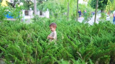 Kafkas çocuk yeşil çalıların arasında yürür. Yazın parkta yürüyüş yapan tatlı bir erkek bebek..