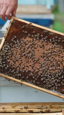 Arıcılık ahşap çerçeveler ve organik bal. Apiarist bal petekleriyle çalışıyor. Dikey video