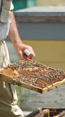 Arıcı uzmanı ahşap çerçevelerle çalışıyor. Arı kovanlarında profesyonel bir iş. Dikey video