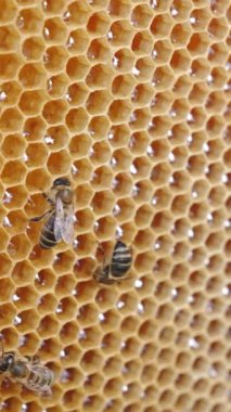 Bal arısı doğal bal hasadı. Arı avcılarının ahşap çerçeve tutuş görüntülerini yakından izleyin. Dikey video