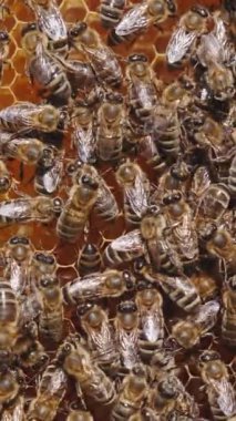 Arıların sıkı çalışmalarını yakından izleyin. Arı kovanı organik bal yapımı. Dikey video