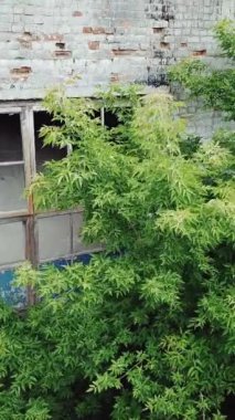 Terk edilmiş eski fabrikanın üzerinde alçaktan uçuyor. Terk edilmiş eski endüstriyel fabrika harabeleri dikey video.