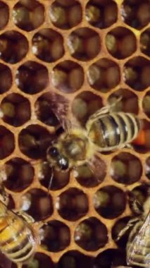 Arılar nektarı bala dönüştürür ve bal petekleriyle kaplarlar. Apier konsept. Ağır çekim. Dikey video
