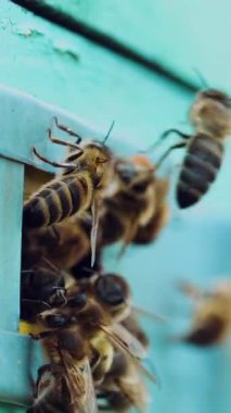 Arı kovanında uçan bal arılarının yavaş hareketleri. Arılar ahşap arı kovanı deliğine akın ediyorlar. Dikey video