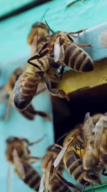 Arılar kovanın girişine doğru akın ediyor. İşçi arıların hayatı. Apiary. Ağır çekim. Dikey video