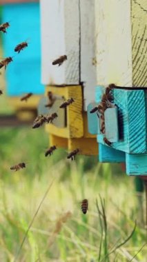 Arılar kovana girip çıkıyorlar. Arı kovanının girişinde arı sürüsü. Ağır çekim. Dikey video