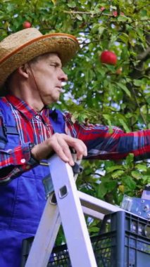 Elma hasadı. Meyve bahçesinden elma toplayan olgun bir çiftçi. Sonbahar zamanı ağaçtan taze organik meyve toplayan adam dikey video.