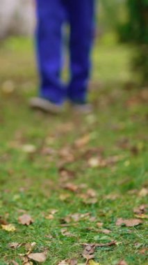 Sonbaharda çekmecede nefis elmalar. Bahçedeki çimlerin üzerinde taze meyve dolu plastik kutular. Çiftçi sulu olgun elmalar getiriyor. Yakın plan dikey video.