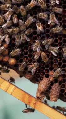 Çalışan arılarla çerçevelet. Bal böceği bal peteği üzerinde çalışıyor. Birçok arı bir çerçevede emekleyerek taze bal yapıyor. Yakın plan dikey video.