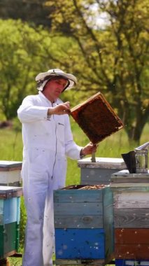 Doğada bir arı çiftliğinde çalışan bir Apiarist. Birçok arı ahşap arı kovanlarının yanında uçar. Koruyucu giysili profesyonel arı yetiştiricisi arılara dikey kamerayla bakar.