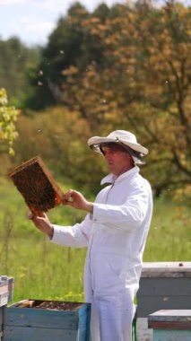 Apiarist, arıları yeşil doğada inceliyor. Beyaz koruyucu elbiseli arı yetiştiricisi arı kovanında bal çerçevesi tutuyor. Apiculture süreci... dikey video