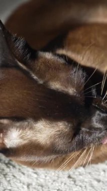 İçerideki sevimli kahverengi kedi. Kedi evdeki halıya uzanıyor ve dinleniyor. Hayvanlar konsepti. Dikey video
