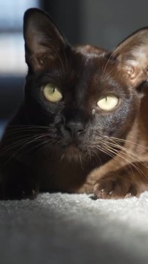Oturma odasında kedi var. Evde güneş ışığında dinlenen tembel bir kedi. Hayvanlar konsepti. Dikey video