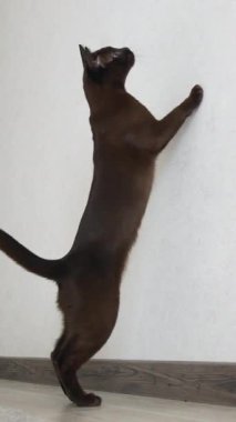 Evde kedi oynuyor. Enerjik kahverengi kedi duvardan atlarken evde oynar. Dikey video
