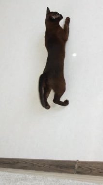 Kedi güneş ışığıyla oynuyor. Kahverengi kedi evde güneşin yansımasıyla oynuyor. Komik kedi evde zıplıyor ve avlanıyor. Kahverengi burma kedisi. Dikey video