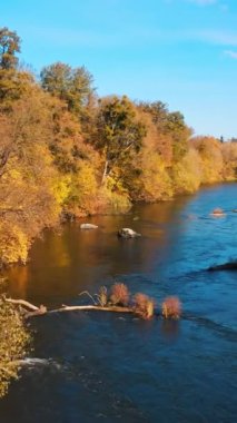 Orman ve nehir vahşi doğası. Kış boyunca nehirle birlikte ormanın havadan görünüşü. Sonbahar konsepti. Dikey video
