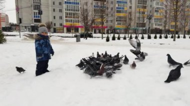 Sevimli erkek bebek karda kalabalıklaşan güvercinleri izliyor. Çocuk yaklaşır ve kuşlar uçar..