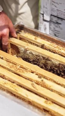 Arı çerçeveli ahşap kovan. Apiarist, arı kovanından sürünecek ve üzerinde çalışacak çok sayıda arı olan ballı bir çerçeve çıkarıyor. Yakın plan. Dikey video