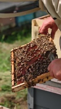 Apiarist, arka planda arıların olduğu çerçeveyi tutuyor. Bal çerçevesinde sürünen arılar. Arı yetiştiricisi arıları arılarda inceler. Dikey video