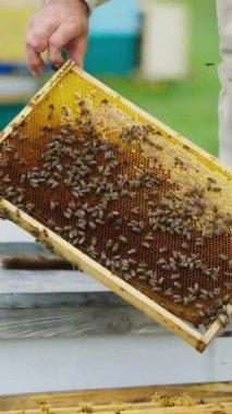 Apiarist arıları arılarla inceliyor. Arıcıların elinde arılar olan bal peteği. Kovanında duman olan baca. Apiculture süreci. Dikey video