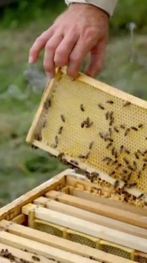 Apiculture süreci. Arıcının elinde yeni bir çerçeve. Apiarist arıları ahşap bir arı kovanında inceliyor. Arıbilimci çerçevelerle çalışırken kovandaki sigara tiryakisi. Dikey video