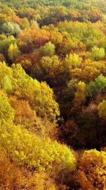 Sonbahar mevsiminde Woodland. Renkli ağaçların üzerinden uçmak. Sonbaharda inanılmaz bir doğa geçmişi var. Yukarıdan orman manzarası. Hava görüntüsü. Dikey video