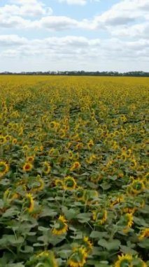 Çiçek açan büyük bir tarla. Çiçekli sarı organik tohum bitkilerinin çiftliği. Ayçiçeği tarlasının üzerinden uçmak. Havadan panoramik görüntü. Dikey video