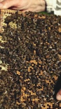 Arı yetiştiricisinin eli arılarla ve arı kovanlarıyla çalışıyor. Arılar bal peteğinde. Bir arı kovanının dikey görüntüsü