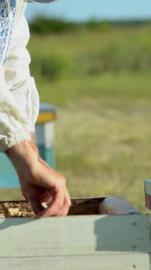 Arı kovanındaki bal peteği çerçevesini kontrol eden koruyucu iş giysisi sorumlusu. Arıcılık konsepti. Bal toplayan arıcı dikey video
