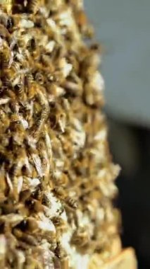 Bal peteği üzerinde çalışan arılar. Arı kovanının çerçeveleri. Apiculture Dikey Video