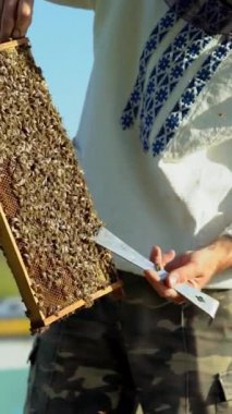Arıcı bir kovanda çalışır. Çerçeve ekler, arıları izler. Arıcı, arılarla dolu bal peteğiyle çerçeveyi inceliyor. Apiary konsepti Dikey video