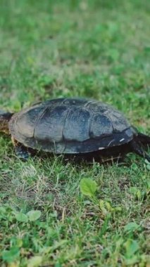 Kaplumbağa taze yeşil çimlerde yürüyor Dikey video