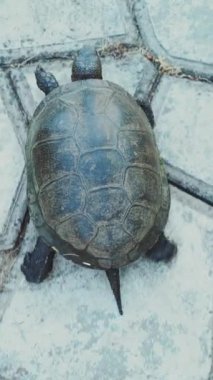 Kaplumbağa yolda. Yukarıdaki dikey videodan göster