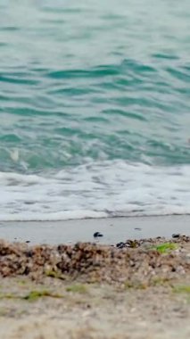 Martı alıyor. Ağır çekim. Kıyıdaki kuş. Vahşi ve özgür. Dikey video