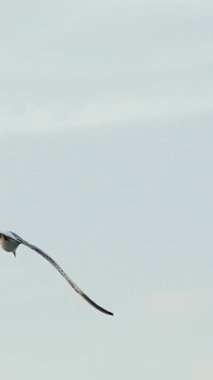 Mavi gökyüzünde uçan martı. Ağır çekim. Dikey video