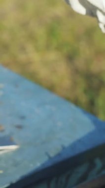 Arı kovanının çerçeveleri. Arı yetiştiricisinin eli arılarla ve arı kovanlarıyla çalışıyor. Dikey video